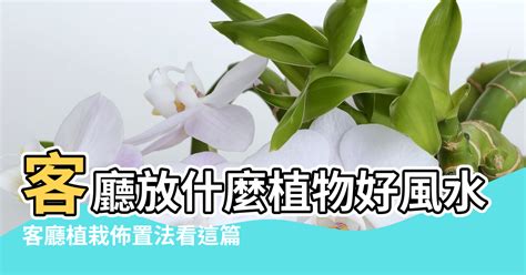 室內假植物風水|家中放假植物、客廳放鏡子 6種「漏財」的居家風水別。